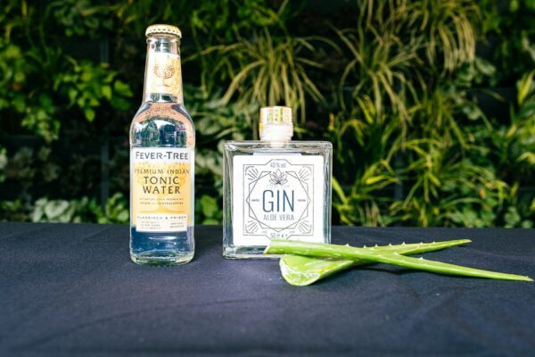 Aloe Vera Gin mit Tonic und einem Aloe-Blatt